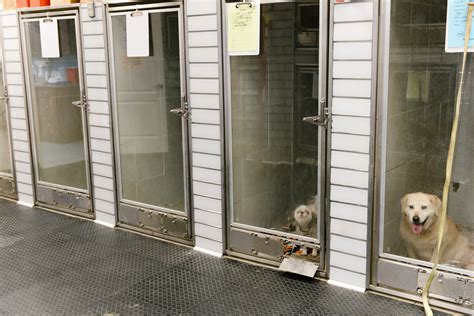20 Best Minneapolis Dog Boarding Facilities .